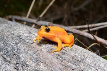 Albino frog