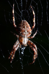 A big scary spider Araneus