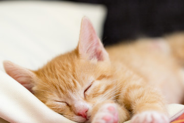 rote Babykatze beim schlafen