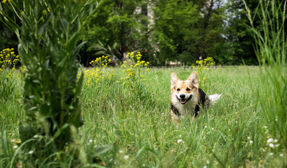 Happy and active purebred Welsh Corgi dog outdoors in the grass on a sunny summer day.