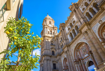 Cathedral of Malaga. Andalusia, Spain - obrazy, fototapety, plakaty