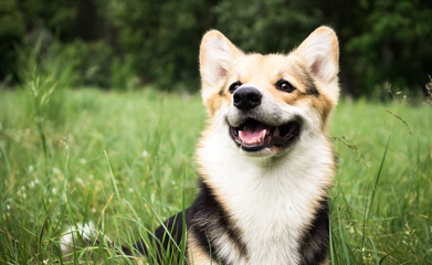 Happy and active purebred Welsh Corgi dog outdoors in the grass on a sunny summer day. - obrazy, fototapety, plakaty