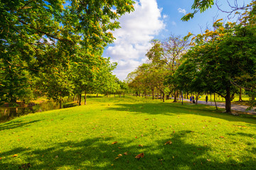 City park with green meadow and tree