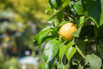 Lemon fruit close up on tree branch