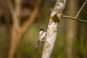 A beautiful small forest tit during nesting season