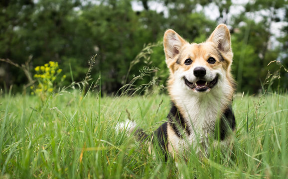 Fototapeta Happy and active purebred Welsh Corgi dog outdoors in the grass on a sunny summer day.