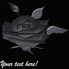 Rose flower on black background