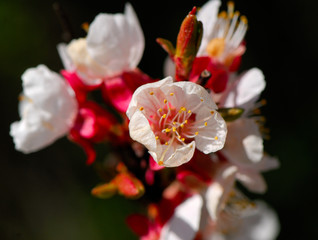 blossoming white flower
