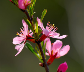 Pink flowers