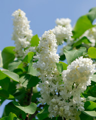 Flowers of a white lilac