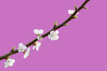 Cherry branch