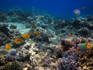 Fototapeta na wymiar Tropical fish and Hard corals in the Red Sea