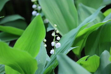 close up flower