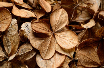 Dead hydrangea flowers in winter