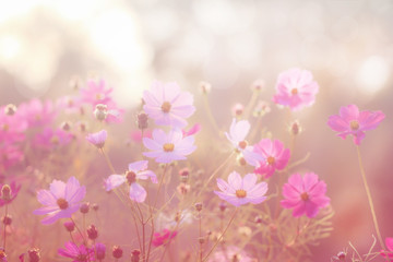 Blurred floral background. Cosmos flowers, soft light.