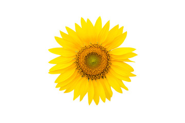 Fototapeta premium Sunflower on white