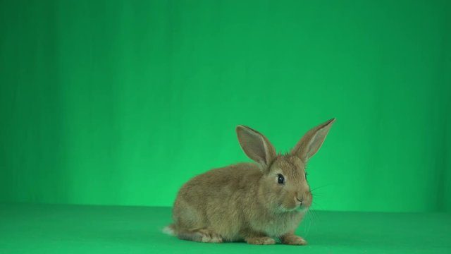 Funny red bunny on a green background