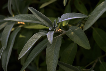 Obraz premium Salvia