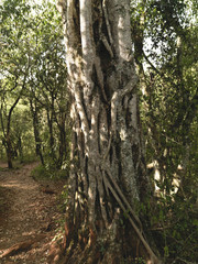 A tree on the side of a path, Giraffe Manor, Kenya, Africa