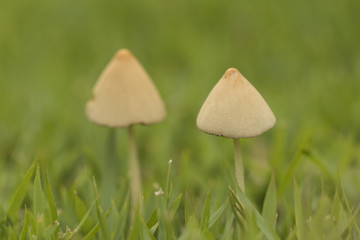 close up detail of two small white mushrooms on green grass - horizontal