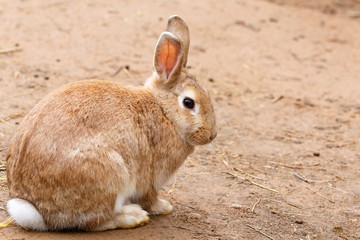 Rabbit sitting on the ground