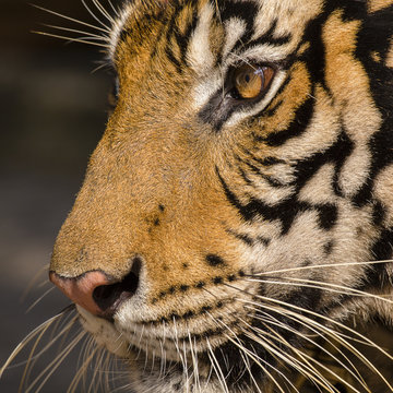 Close-up detail portrait of tiger. Thailand