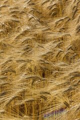 barley field before harvest