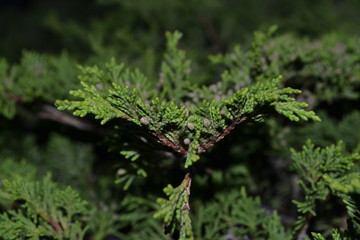Grass