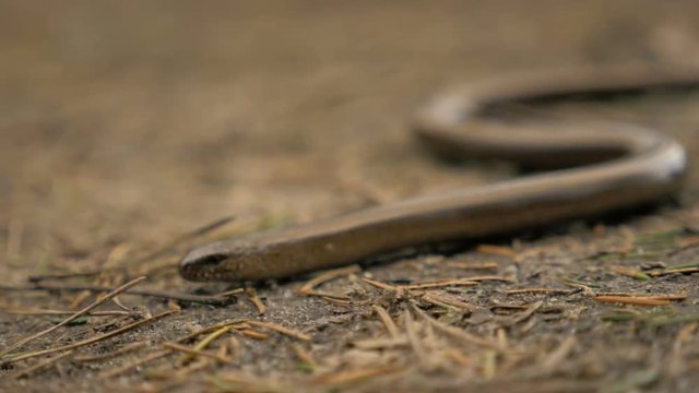 Limbless lizard look like a snake. Slowmotion 180 fps close up shot