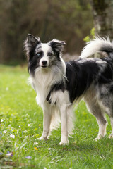 Fototapeta premium Border Collie im Garten