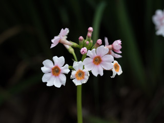 Primula