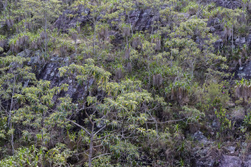 stone mountainside with trees - horizontal