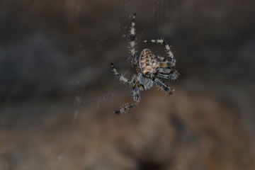 Spider