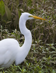 Great egret, Ardea Alba