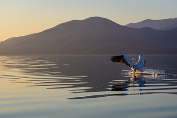 Dalmatian pelican (Pelecanus crispus) shot at sunrise at lake Kerkini in Greece