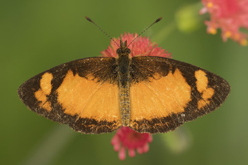 close up detail of a black and orange butterfly on a red flower from above - horizontal