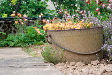 Gardening. An old and rusted flowerpot in the garden with flowers.