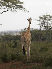 Rear view of a giraffe at Giraffe Manor, Kenya, Africa