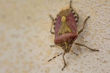 Springtime. Macro shot of a brown stink bug.