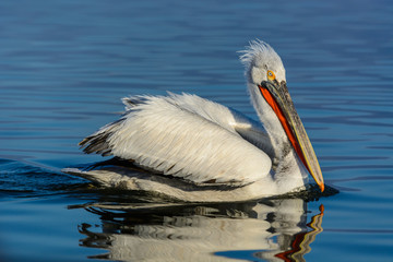 Dalmatian pelican (Pelecanus crispus) shot at sunrise at lake Kerkini in Greece