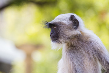 Langur monkey in Rishikesh, India. Close up
