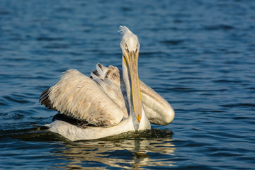 Dalmatian pelican (Pelecanus crispus) shot at sunrise at lake Kerkini in Greece