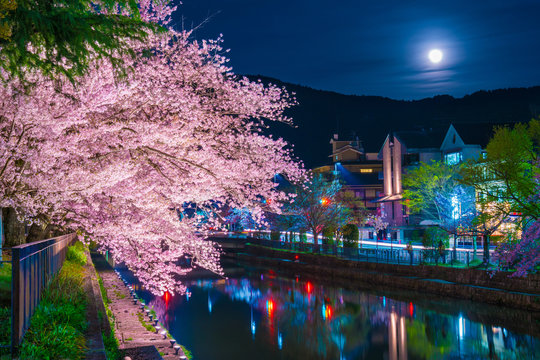 京都　岡崎疎水の桜　夜景