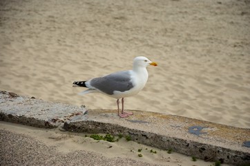 Obraz premium Möwen