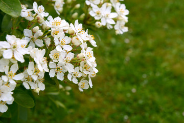 Fragrant white choisya flowers against green grass background