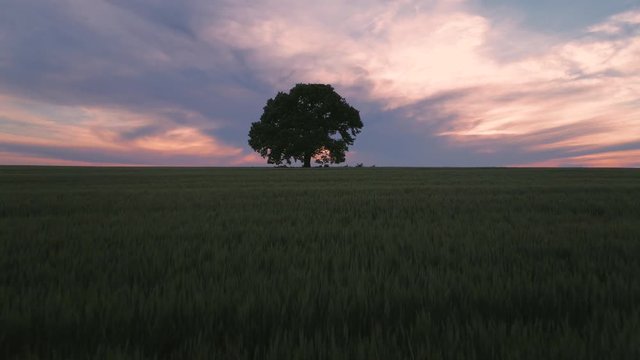 Big green tree in a field, dramatic clouds and  sunset, video