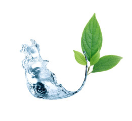 Leaf In Water Splash