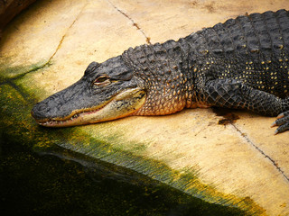crocodile