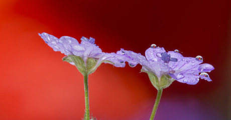 flowers with drops
