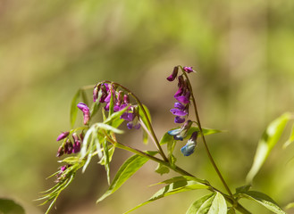 A beautiful closeup of a purple bitter pea-vine in spring